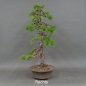 Preview: Larix, Lärche, Bonsai